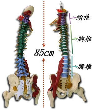 A szervezetben a gerinc zenekar öv gerinc modell színes gerinc modell