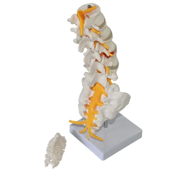 Öt szakasz ágyéki csigolyák modell cauda equina idegrendszeri modell gerinc porckorong
