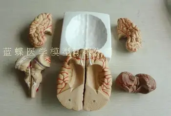 Neurológiai agy anatómiai modell agy partíció modell